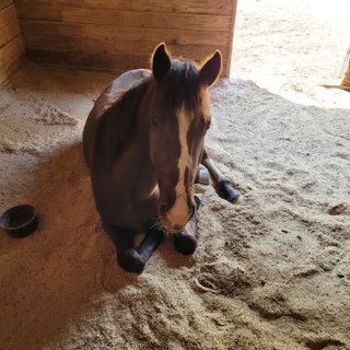 Horse in Training
